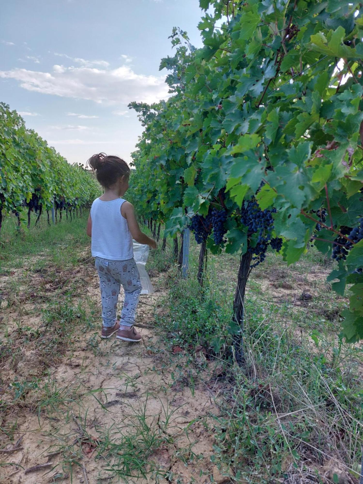 Agriturismo Corte In Poggio Stabbia Zewnętrze zdjęcie